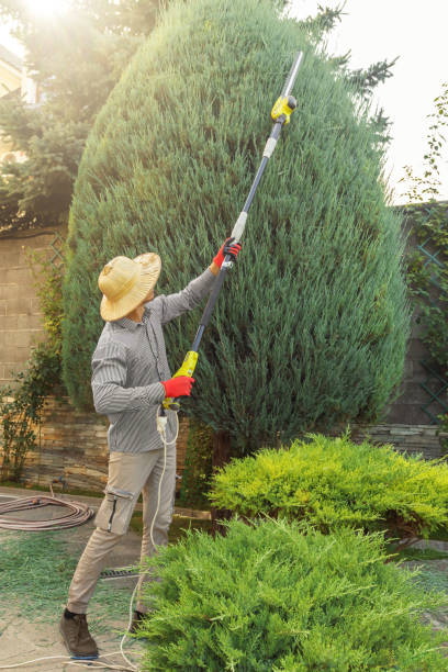 Reliable Alexandria Bay, NY Tree Removal and Landscaping Services Solutions